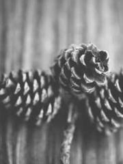 Become a big shot in