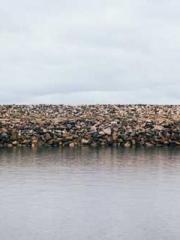 The Apothecaryapos;s