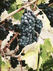 Transmigration: Feel