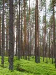 One Night Marriage P