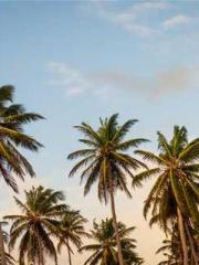 Rebirth of the Urban